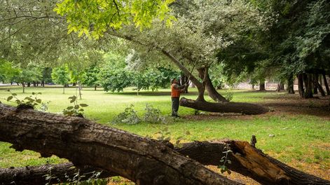 Los Andes | Hay que plantar al menos 35.000 forestales. Resta saber cuántos de los relevados no están en buenas condiciones o muertos y deben cortarse, lo que aumentará esa cifra. Foto: Ignacio Blanco / Los Andes