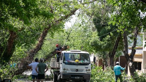 Continúan los trabajos en el arbolado tras el zonda ocurrido el 28 de octubre