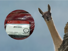 La carne de guanaco ya se vende en la Patagonia. (archivo)