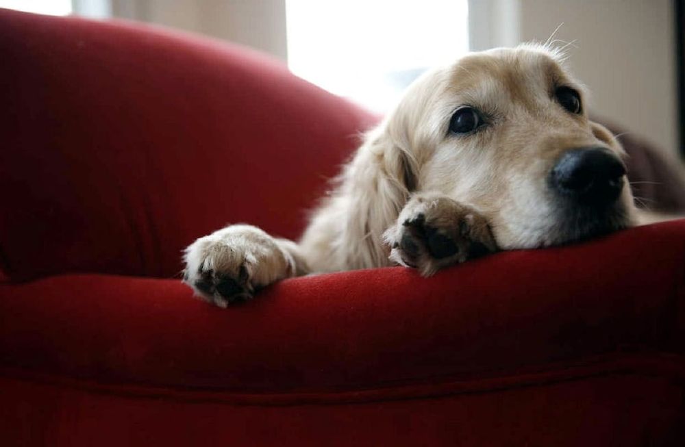 ¿Tu perro sufre de síndrome post vacacional?