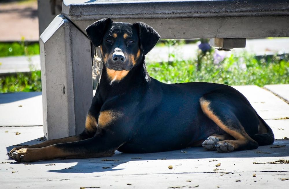 Esta es la razón por la que tenés que vacunar a tu perro y gato todos los años: jornada gratuita en Guaymallén