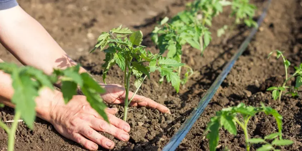 19 semillas que debés sembrar desde ahora para que estén listas en septiembre, según los jardineros 19 semillas que debés sembrar desde ahora para que estén listas en septiembre, según los jardineros