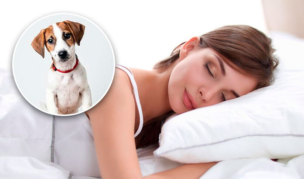 Este es el significado que oculta soñar con mascotas fallecidas.