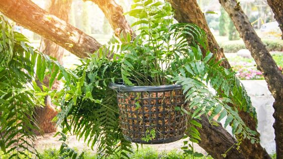 Antes de dividir helechos, asegurate de tener las macetas listas con piedritas o leca al fondo para que el agua drene bien. También es importante tener a mano una pequeña bolsa de mantillo o tierra de helechos... Nunca uses tierra de jardín, que es demasiado densa.