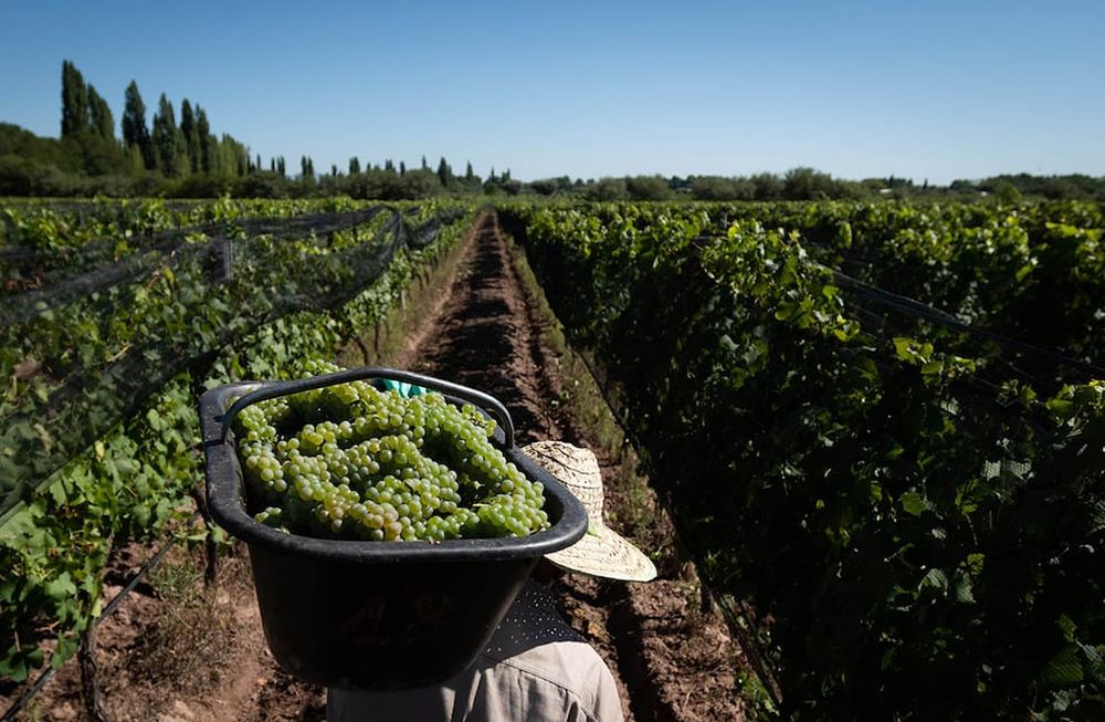 La alta demanda de uva blanca y la menor disponiblidad han provocado un aumento de precio. - Foto: Ignacio Blanco / Los Andes
