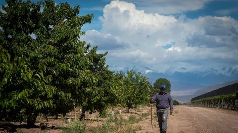 Los Andes | Cerezos. Foto: Ignacio Blanco / Los Andes
