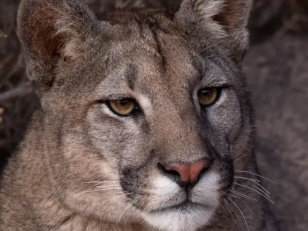 Pumas, guanacos, roedores y aves: fantásticas fotos y videos de los animales de la Cordillera en su día. Foto: Martín Perez (Instagram @cuyo.birding.3)