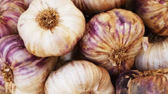 La diferencia no se reduce únicamente al color: existen variaciones entre las distintas variedades de ajo.