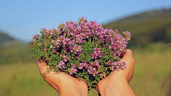 la planta que ahuyenta a los mosquitos con su fuerte aroma