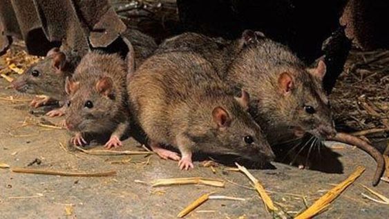 Una mujer de 39 años murió luego de contagiarse hantavirus y hay 24 personas que están aisladas en la ciudad de Bariloche