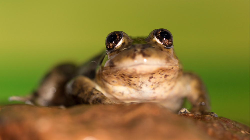The little frog in the corner.