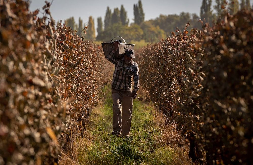 La falta de conectividad a internet en el campo es una de las principales trabas para la implementación total del RUT digital.Foto: Ignacio Blanco / Los Andes