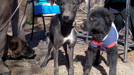 Escalofriantes ataques de perros cimarrones a animales en la Patagonia y el modelo a imitar desde Mendoza
