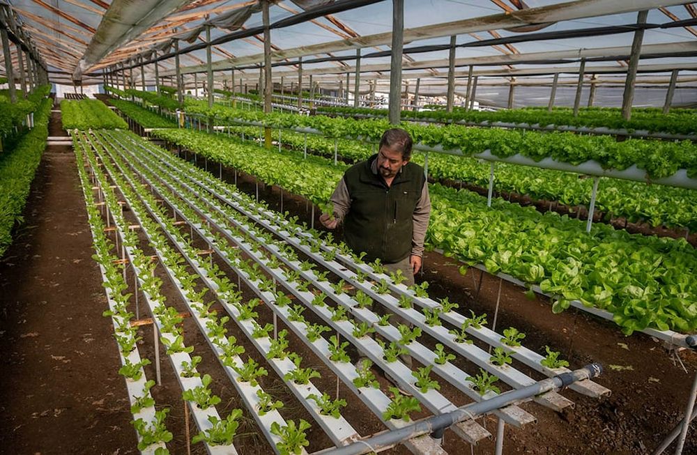 Utilizan el riego por goteo, la hidroponia, la acuaponia y la producción de vegetales mini. Foto: Ignacio Blanco / Los Andes.