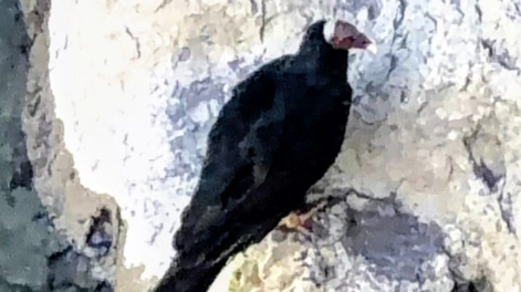 Increíble historia detrás del rescate de un cóndor y el inesperado y sorpresivo final: las fotos