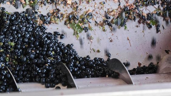Las exportaciones de mosto se duplicaron en el primer trimestre de 2024. Foto: Ignacio Blanco/ Los Andes