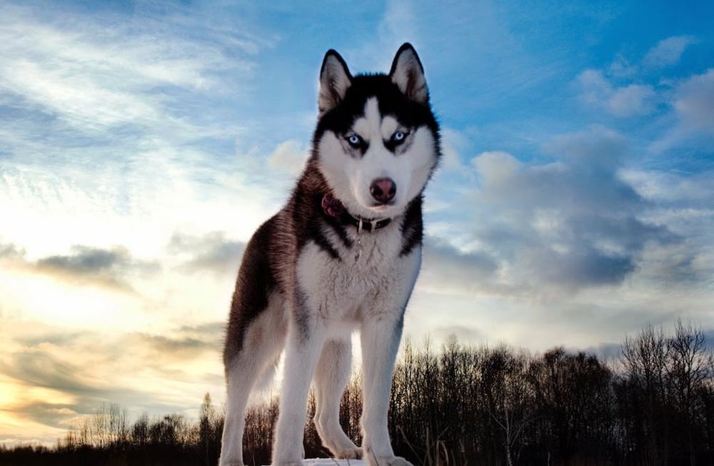 Esto significa soñar con perros. (Web).