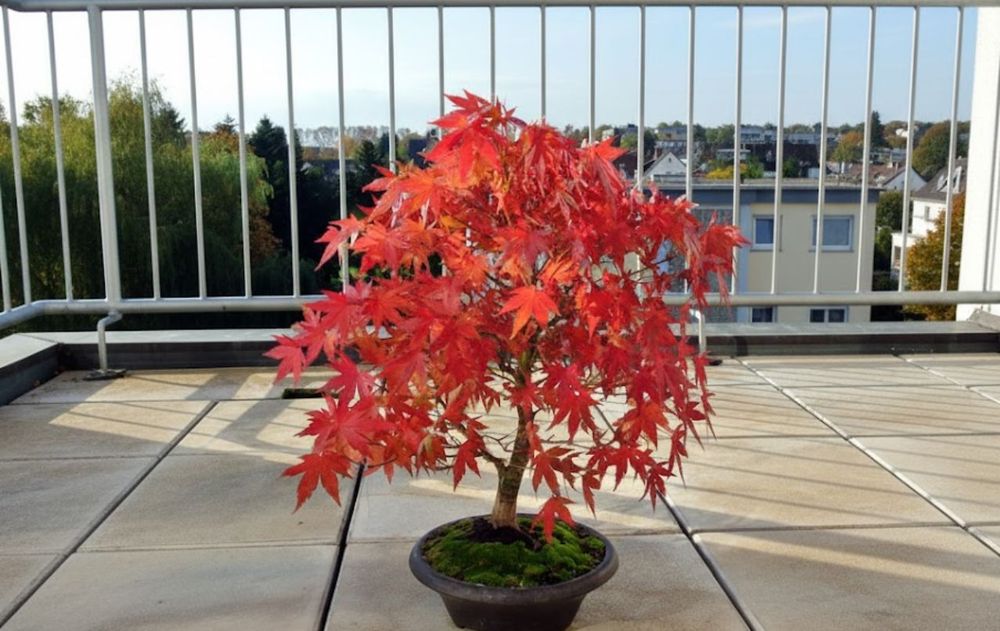 Este árbol deslumbra cada año con diferentes tonalidades que transforman cualquier balcón o terraza en un rincón natural de gran belleza.