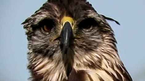 Los Andes | Fotos y video: así está “Rainbow Warrior”, el águila que volvió de la muerte y fue liberada hace 20 días. Foto: Dirección de Recursos Naturales Renovables.