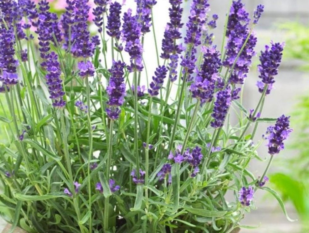La lavanda no solo perfuma el hogar, sino que también es eficaz como repelente natural.