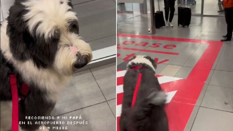 Fue a recibir a su dueño al aeropuerto y su reacción se volvió viral.