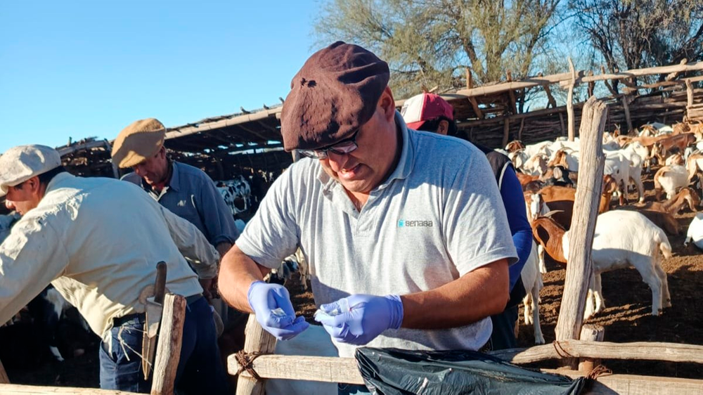 Tareas sanitarias para el relevamiento de brucelosis en rodeos caprinos de Mendoza.