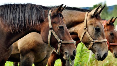 Fueron dadas de alta las tres personas internadas con síntomas de encefalomielitis equina en Mendoza