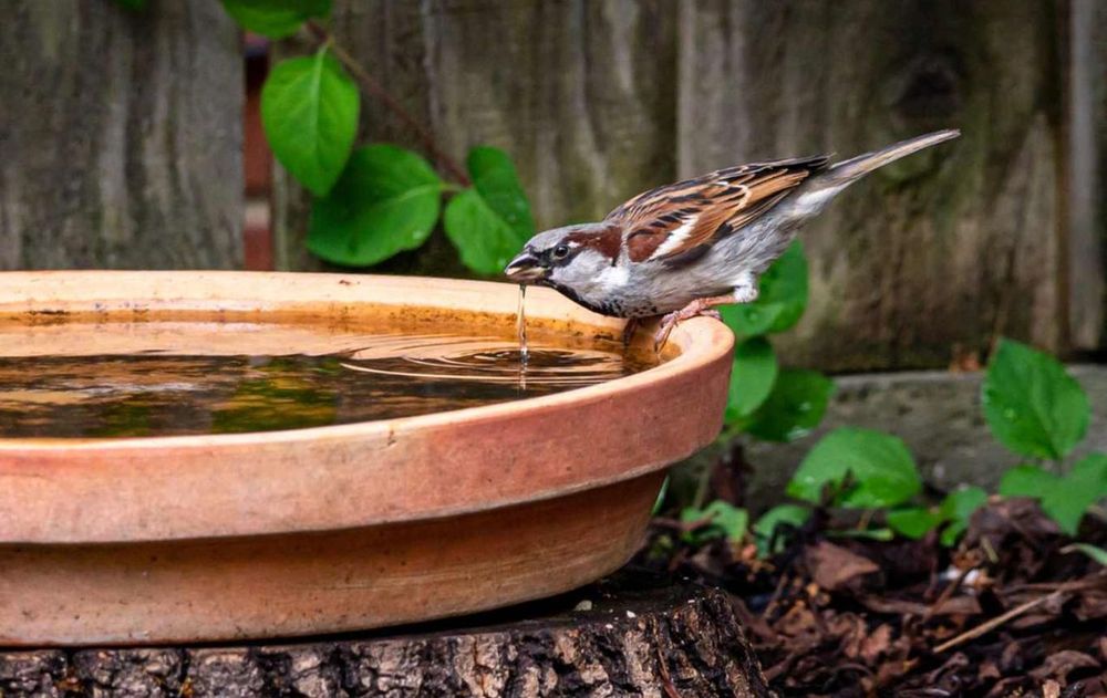 Cuidar el bienestar de estos pájaros significa ofrecer alimentos adecuados, mantener la limpieza y respetar sus comportamientos naturales.