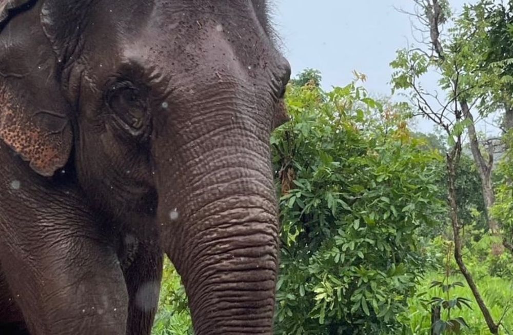 A 2 años del traslado de la elefanta Guillermina a Brasil: así está hoy y la tierna foto cuando apenas nació. Foto: Instagram @sanctuary4elephants