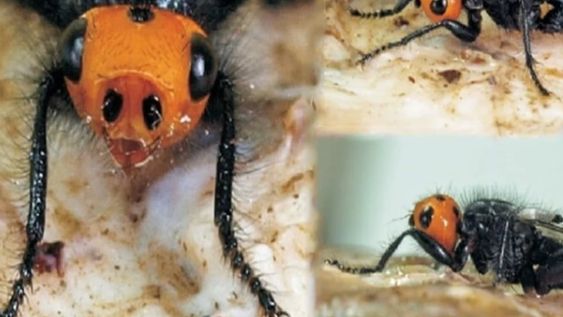 Thyreophora cynophila. Foto: Web