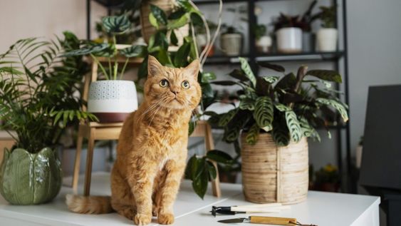 Estas plantas favorecen el bienestar felino y embellecen los espacios.