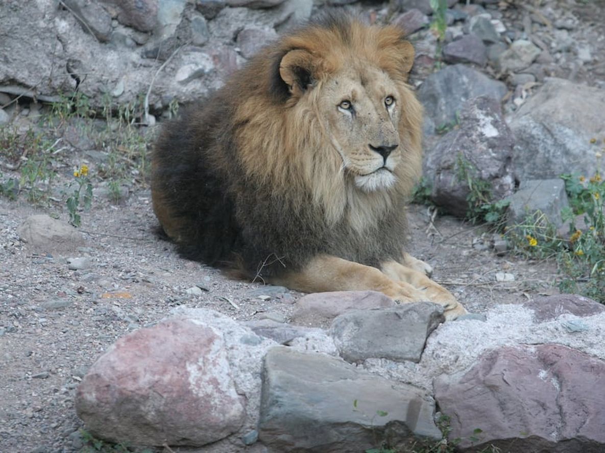 Un león le arrancó un brazo cuando era niño y, de adulto, fue condenado por un terrible hecho