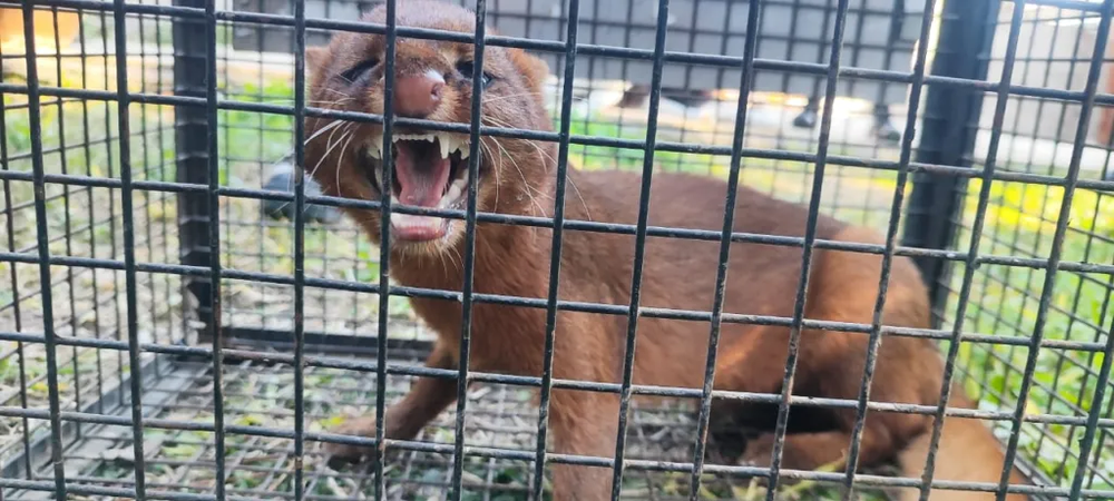 Entre Ríos : Surpris par l'apparition d'un puma jaguarundi dans l'arrière-cour d'une maison.