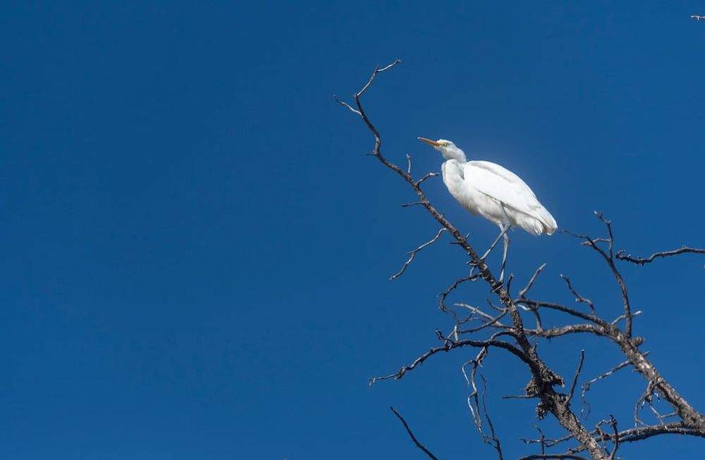 La naturaleza gana terreno: avistan garzas blancas y un Hocó Colorado en el Parque
