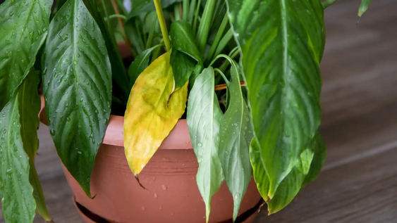 las hojas amarillas no siempre significan falta de agua: que le puede estar pasando realmente a tu planta