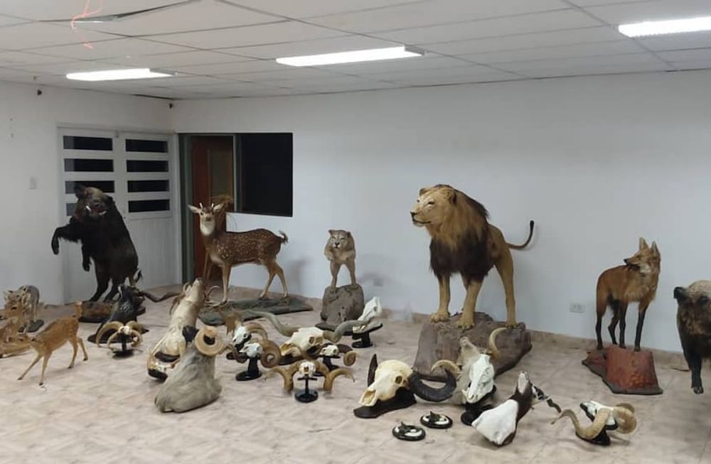 Entre las taxidermias secuestradas en Uspallata hay leones, dos tigres de bengala y otras especies exóticas que no son del continente americano.
