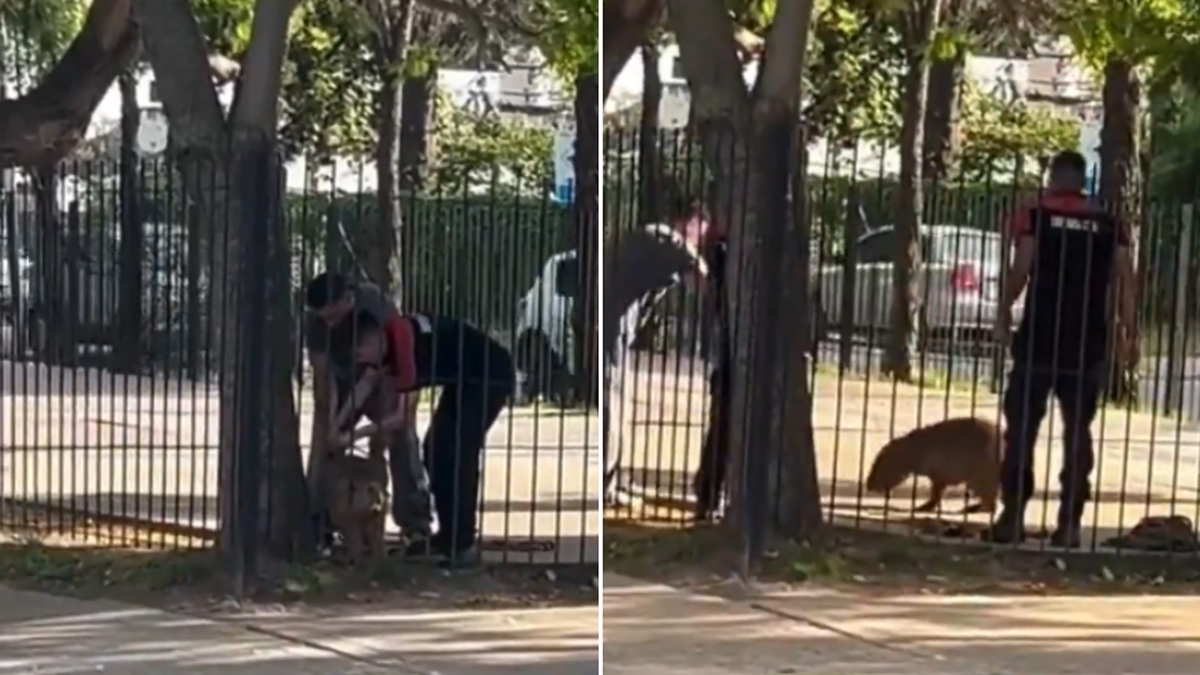 Tenso video: rescataron a un carpincho que quedó atrapado entre las rejas de un parque