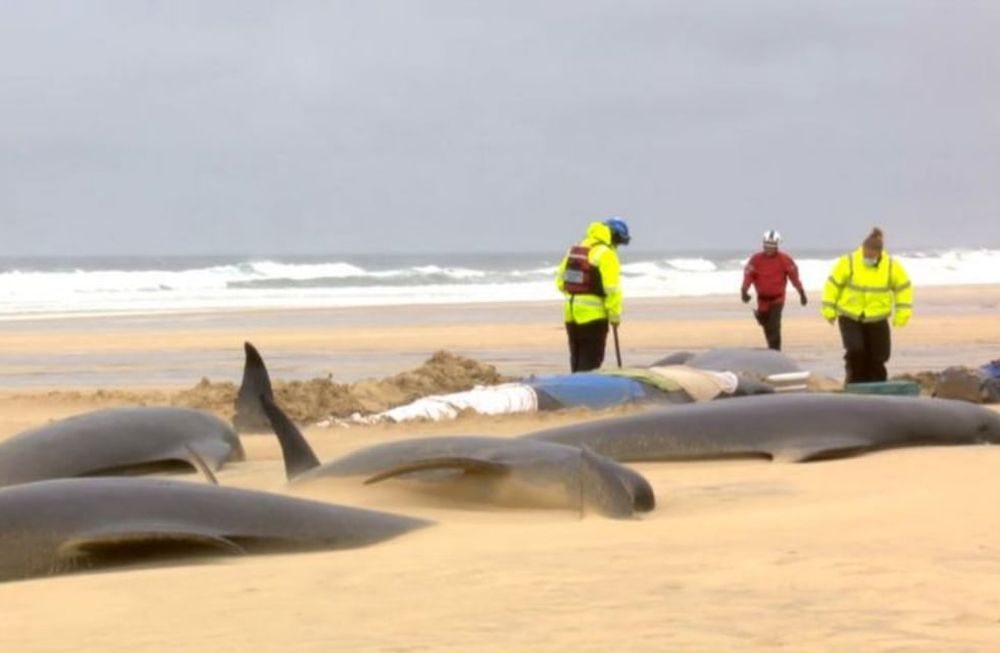 Las ballenas piloto quedaron varadas y murieron por su propio peso. Foto: Mairi Robertson-Carrey, Christina McAvoy/British Divers Marine Life Rescue