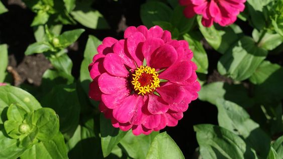 A las Zinnias tenés que regarlas por la mañana o por la tarde, evitando el sol del mediodía y sin mojar sus hojas y flores, para que no surjan hongos.