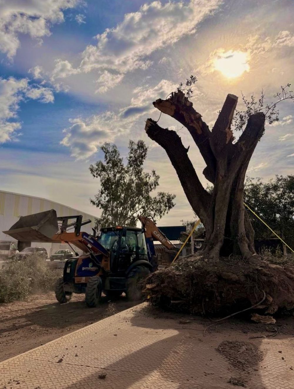 Rescatan de la tala los olivos centenarios de Mendoza. (Gentileza) 