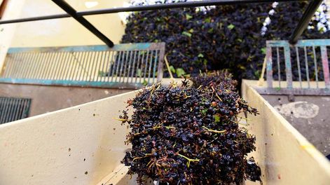 Guarda 14 | Este año el mercado destinó el 22% de la cosecha a la elaboración de mosto y otros productos derivados, contra un 26% registrado en la temporada pasada.