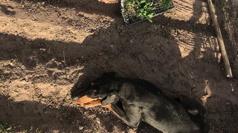Cómo controlar las plagas en la huerta en casa