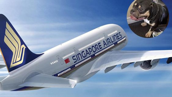 La compañía informó que los clientes que estén sentados junto a un perro de asistencia y soliciten ser trasladados, Singapore Airlines les ayudará a volver a sentarse en la misma cabina si el espacio lo permite. Foto: Singapore Airlines