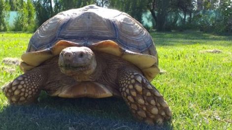 Los Andes | “Se les escapó la tortuga”: luego del ejemplar gigante encontrado en San Rafael, buscan a dos más en Mendoza. Foto: Prensa Secretaría de Ambiente de Mendoza.