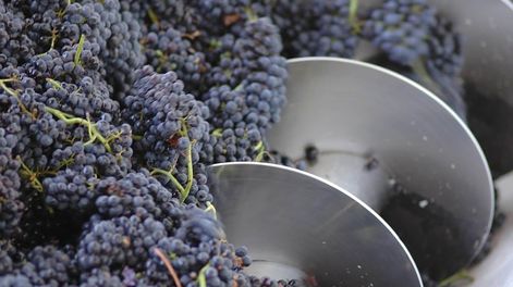 Los Andes | A través de Mendoza Fiduciaria se administrará la nueva operatoria de compra, que estará destinada para los productores que tienen hasta 30 hectáreas cultivadas.