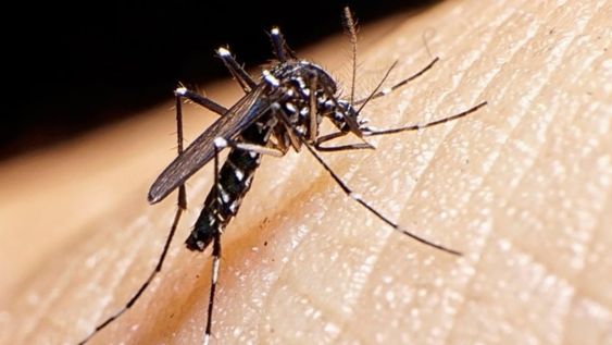 Hay 781% más casos de dengue en Mendoza y Salud sale a fortalecer acciones