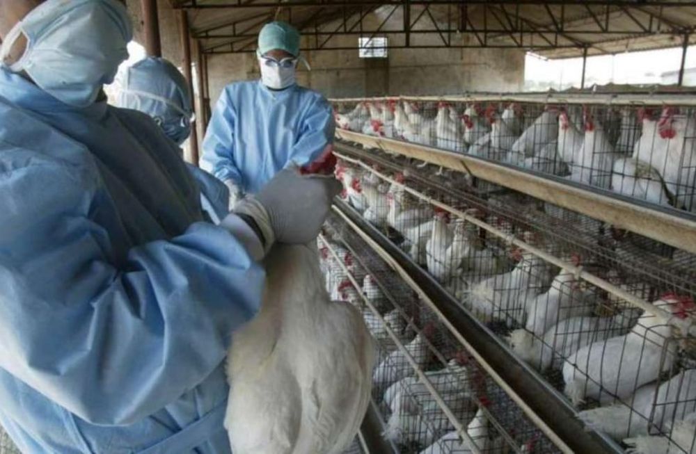 Francia elevó a “moderado” el riesgo de gripe aviar tras detectar un nuevo caso