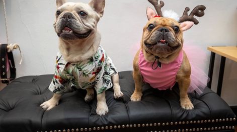 Los Andes | Una canchera camisa hawaiana o un disfraz de reno para pasar las Fiestas, opciones de la boutique para mascotas Russo & Co. | Foto: Ignacio Blanco / Los Andes