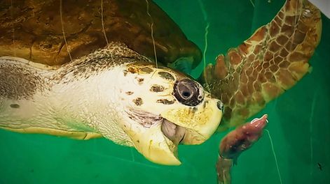 El tortugo Jorge llegó a aguas brasileñas.