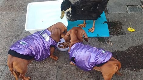 Insólito cruce entre la vicegobernadora y el intendente de Capital por el pato Juan